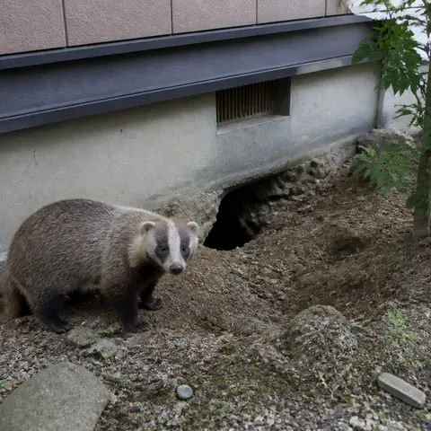 アナグマ対策の案内イメージ