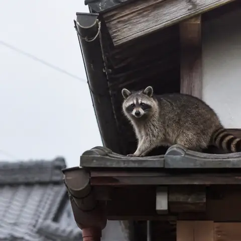 住宅の庭や周辺を確認するアライグマのイメージ