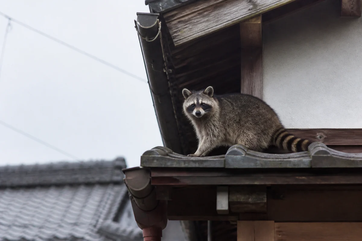 住宅の軒付近に侵入したアライグマ
