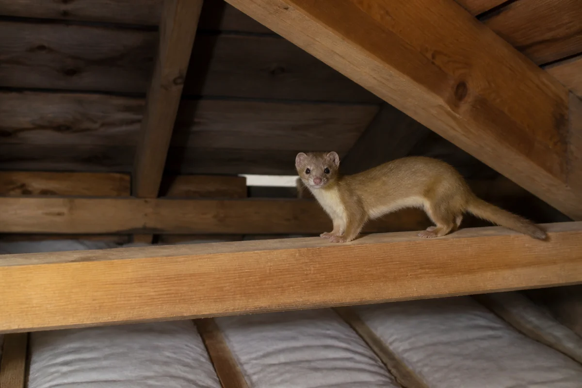 木造住宅の天井裏に侵入したイタチ
