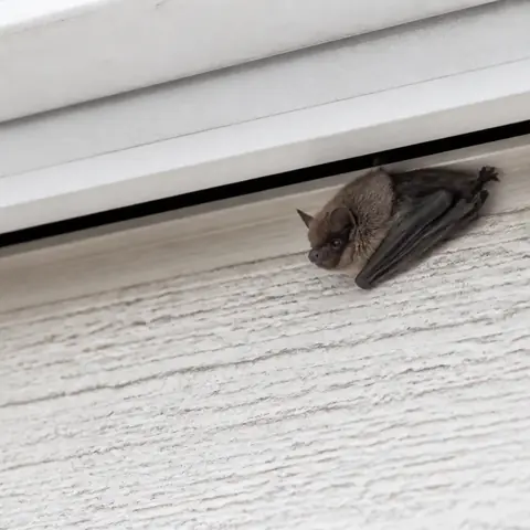 住宅の軒下付近を飛ぶコウモリのイメージ