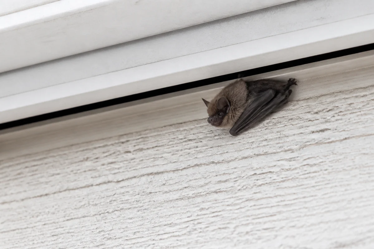 住宅の軒下の隙間から出入りするコウモリ