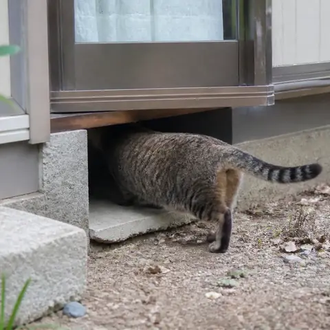 猫の侵入・糞尿対策の案内イメージ