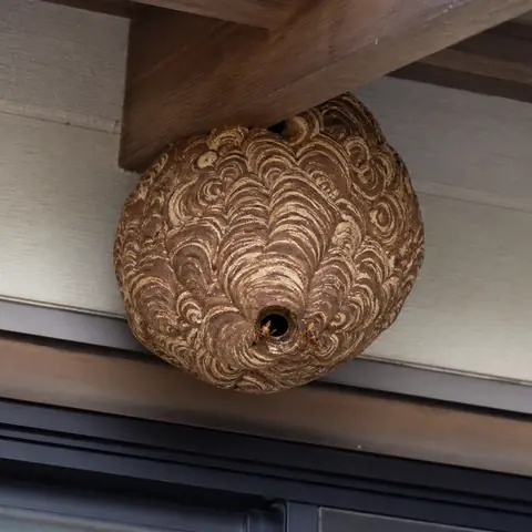スズメバチと巣のイメージ